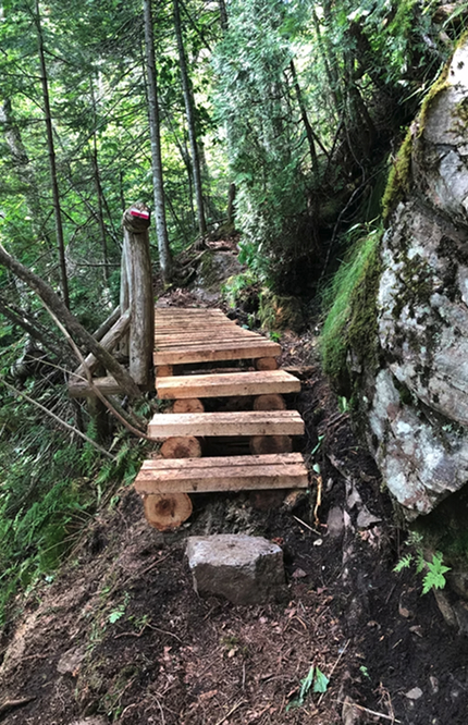 Photo d'un sentier dans la forêt