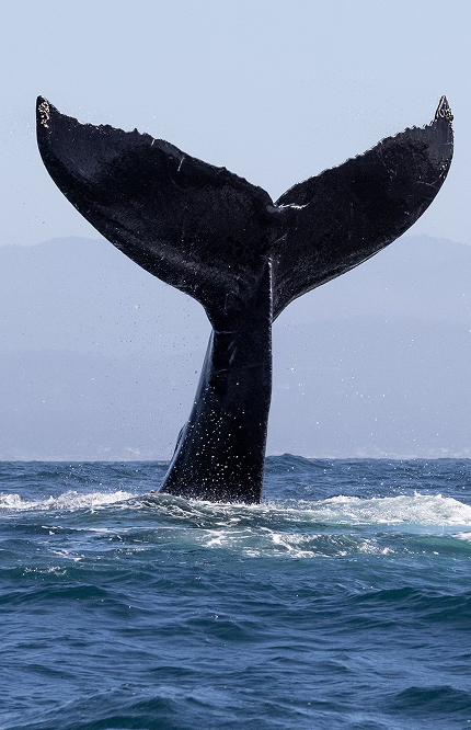 Photo d'une queue de baleine